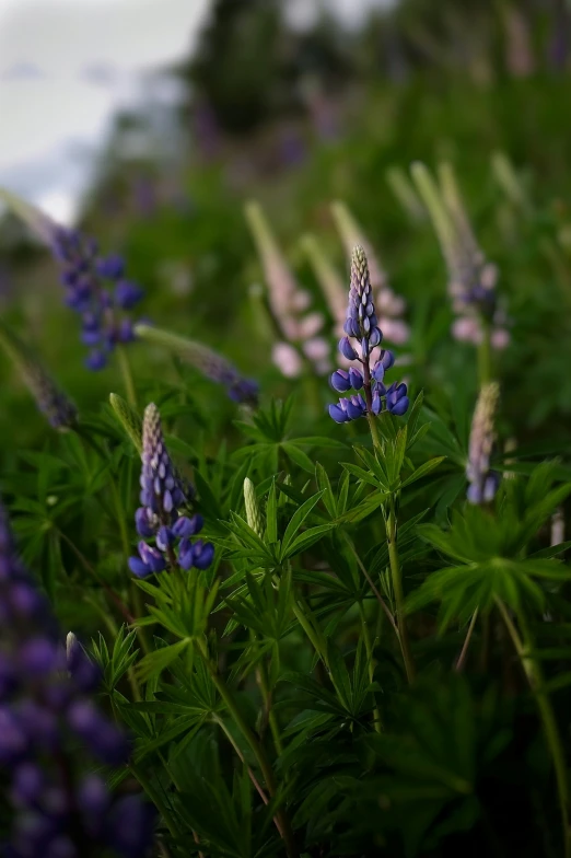 blue flowers near a grassy hill and trees