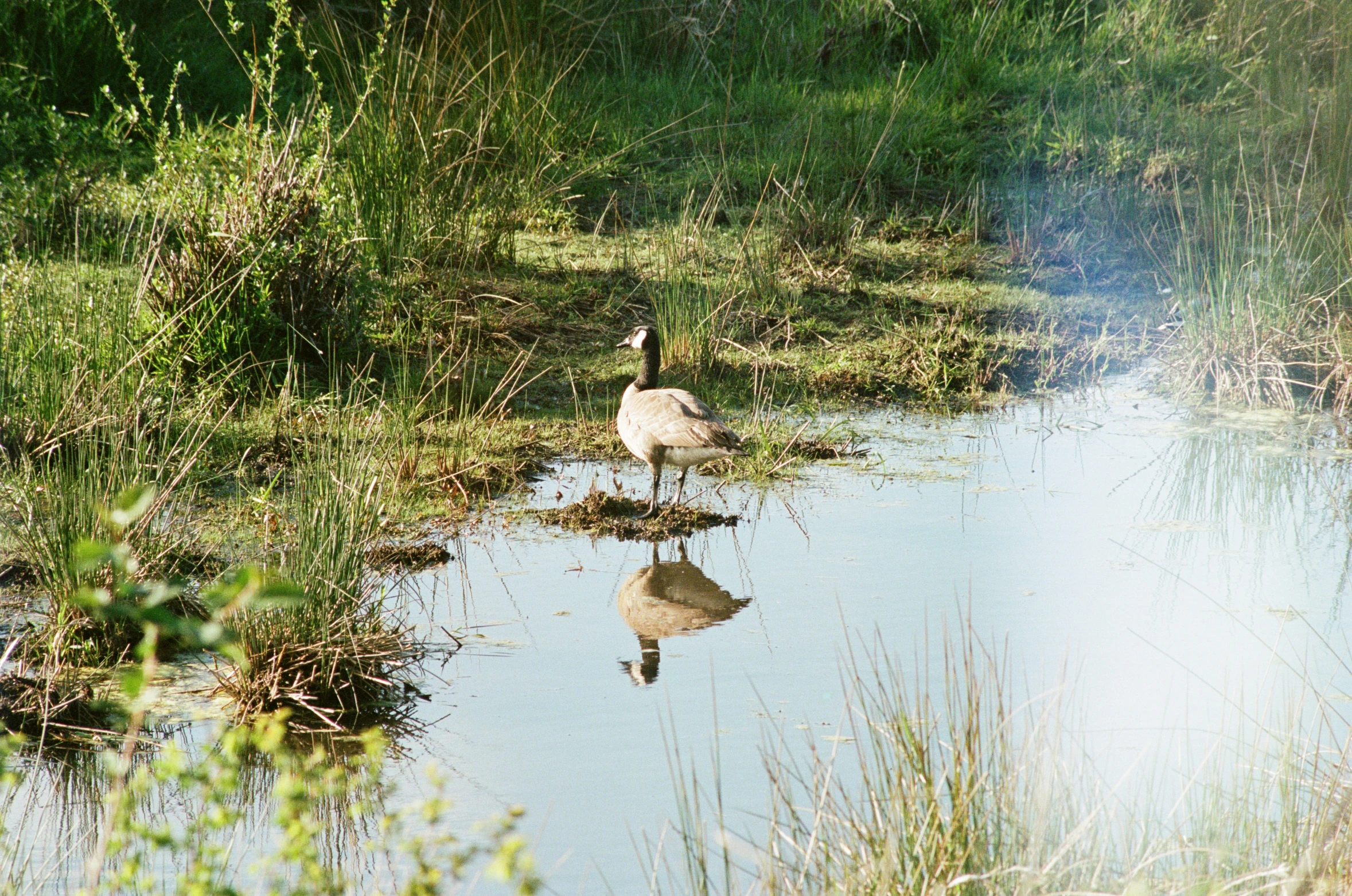 a duck sitting on a small river next to grass