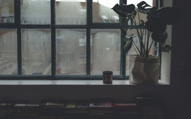 a plant that is growing out of the window sill