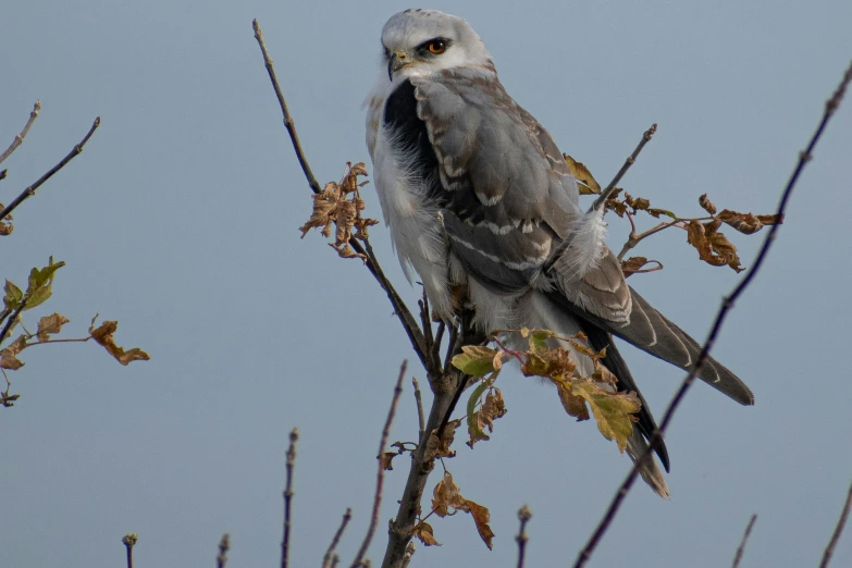 a gray bird sitting in a small tree