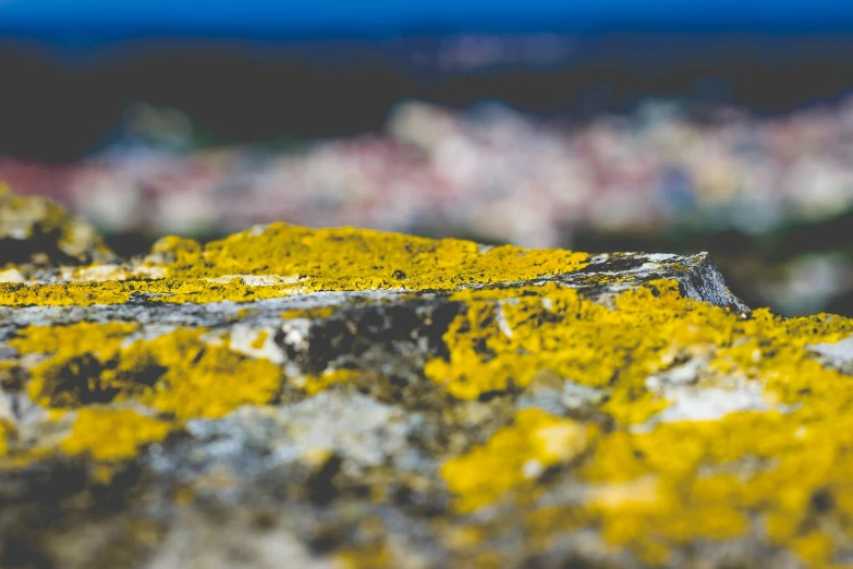 moss covered rocks in front of the ocean