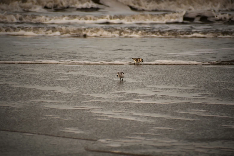 two birds are standing in the shallow water near the shore