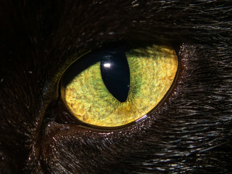 this is the eyes of a black cat