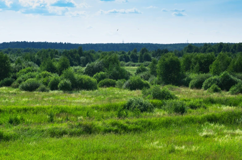 a big grassy field with trees in the background