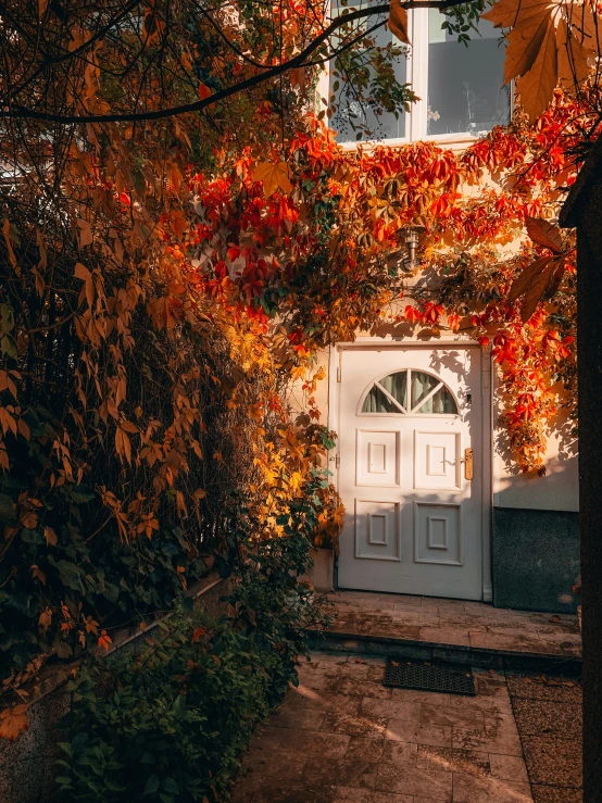 an empty doorway with the foliage on top of it