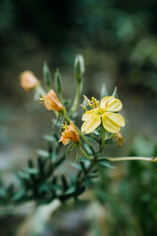 yellow flower in the forest in daytime