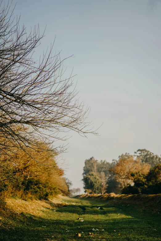 a leaf covered tree sitting on the side of a field