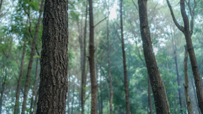 there are some trees that are in the woods