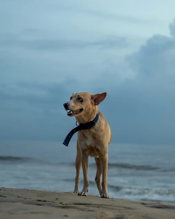 brown dog standing on sand with his mouth open