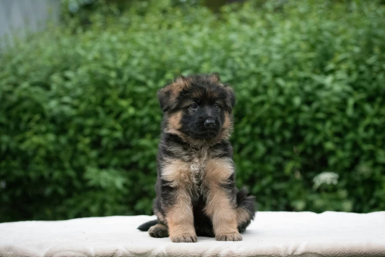 a puppy sits on the ground with grass in the background