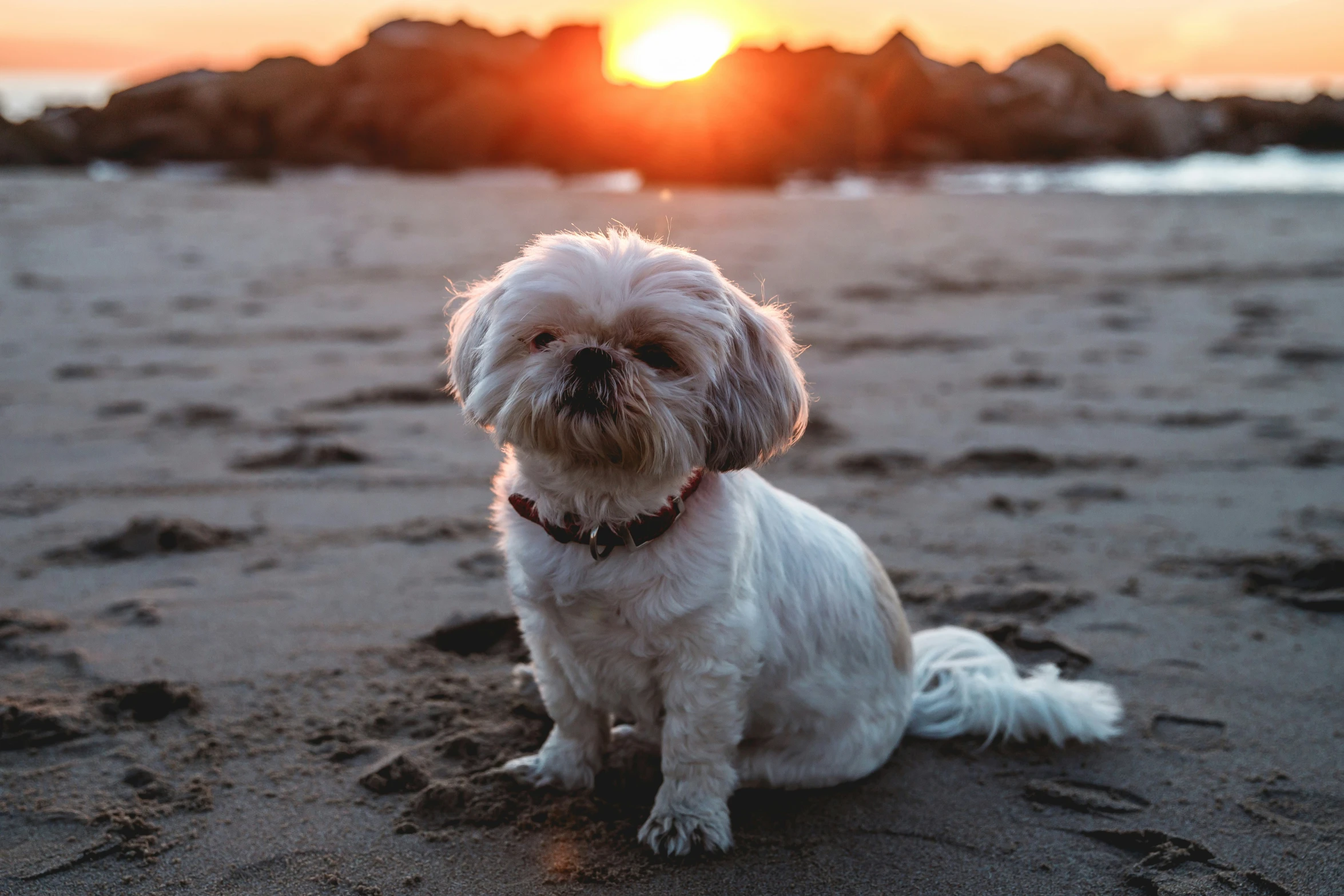 a little dog sitting in the sand looking into the distance