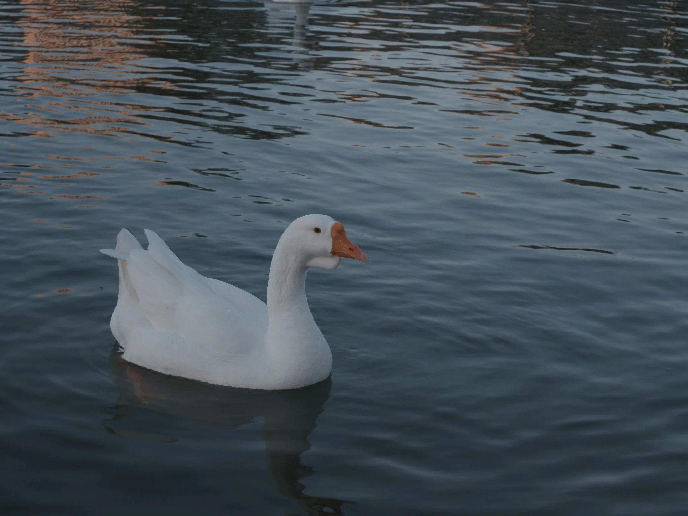 a large duck floating on top of a lake