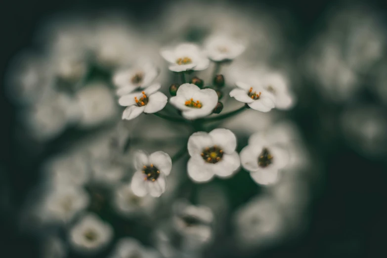 white flowers with green stems and petals in the middle