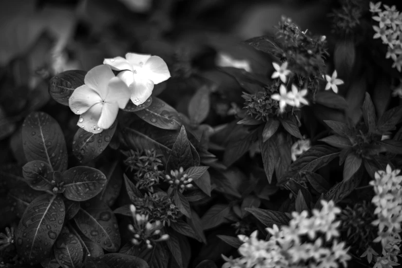 a group of white flowers are in the garden