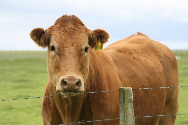 the cow is looking straight ahead at me