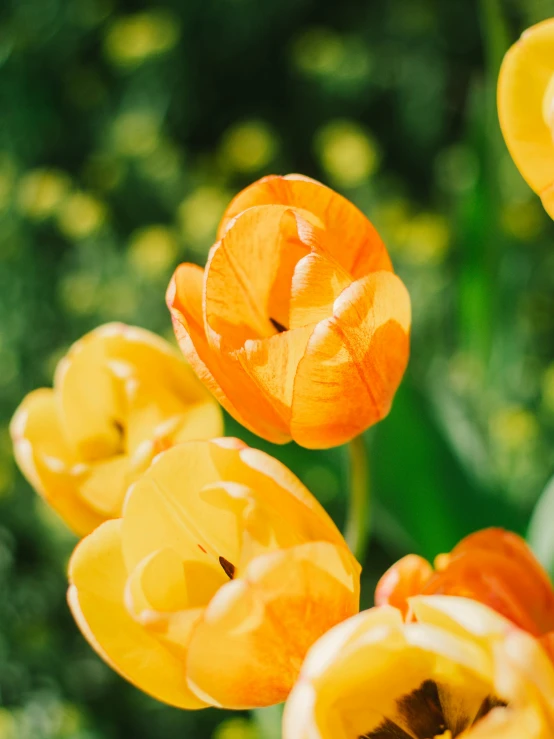 some yellow and orange tulips on some green leaves