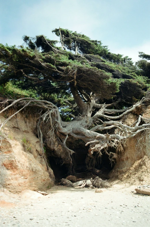 trees growing on a cliff above the beach