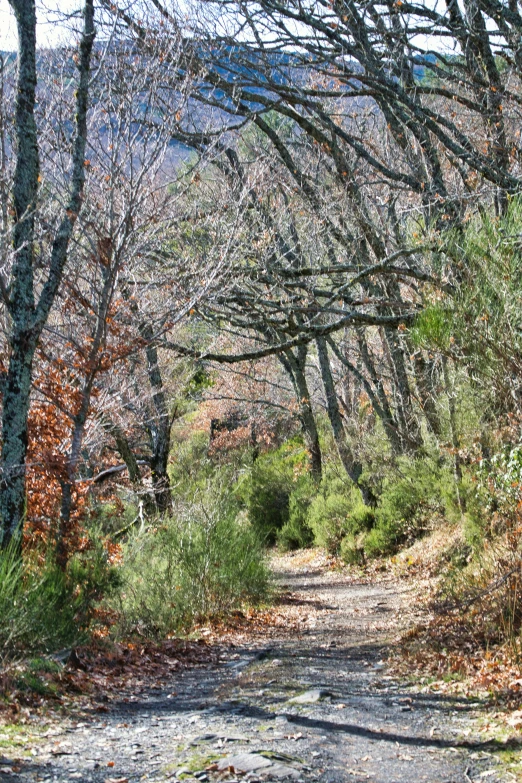 an empty road surrounded by trees with no leaves