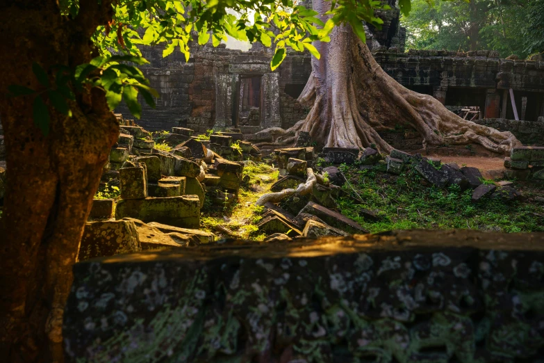 the temple of angah with many trees around it