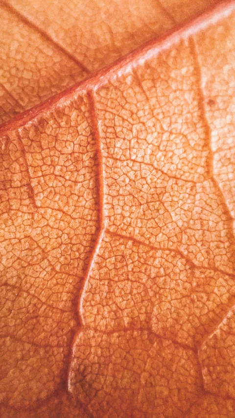 the surface of a human body that is brown and has lines on it