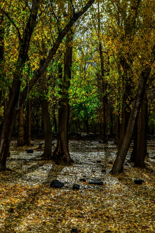 the leaves are falling off the ground in a wooded area