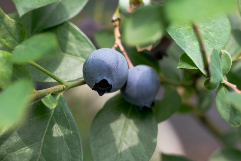 a small group of blue berries on a bush