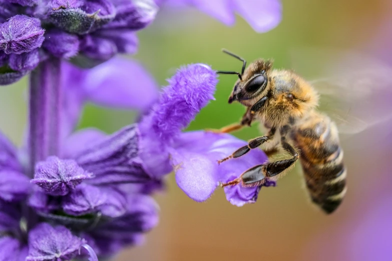 bee resting on lavender flowers with its wings spread