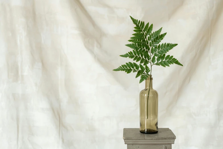 the tall fern sits in a small vase