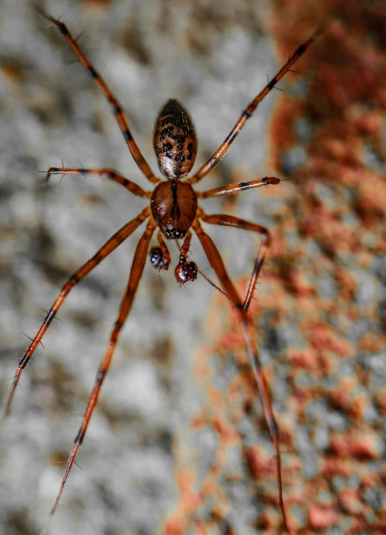 a brown spider hanging from its web in the corner of his habitat