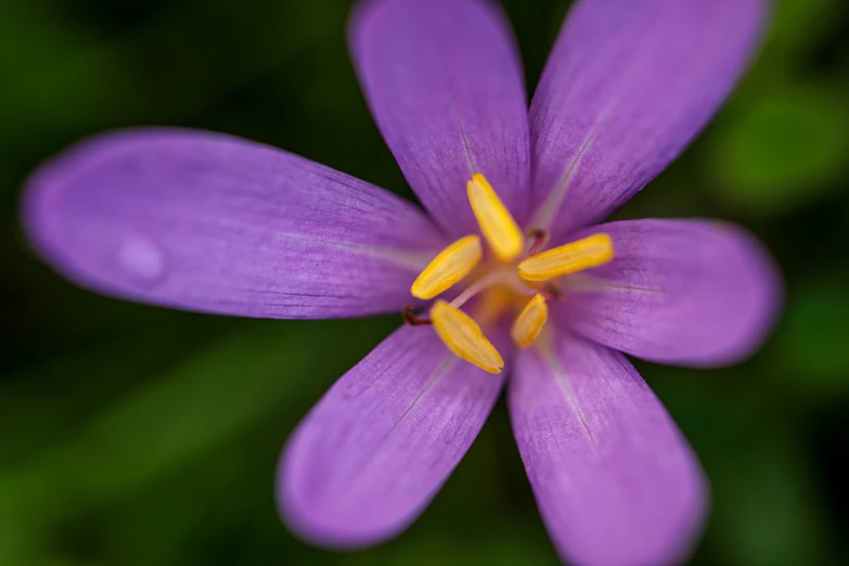 purple flower with yellow center and green background