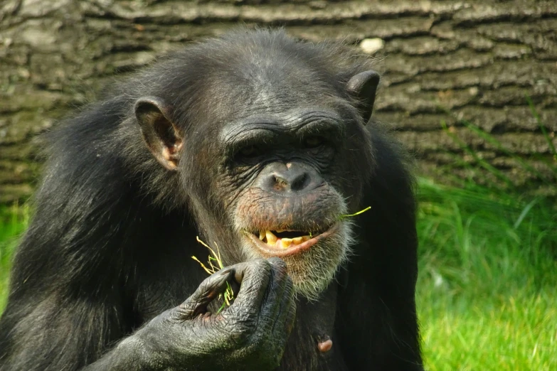 a chimpan eating a piece of grass next to a tree