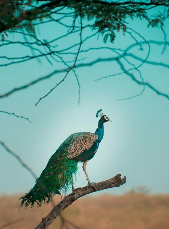 a peacock sitting on a tree nch in the wilderness