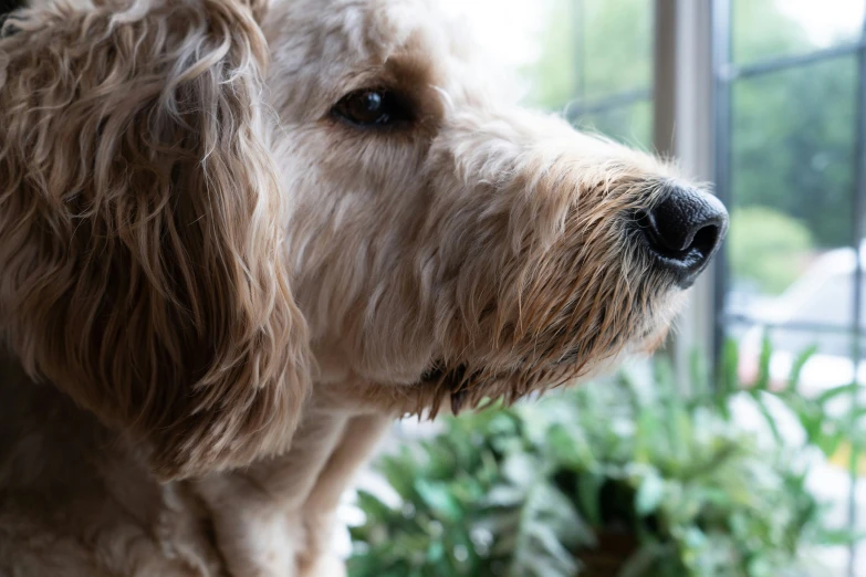 a brown dog standing next to a window