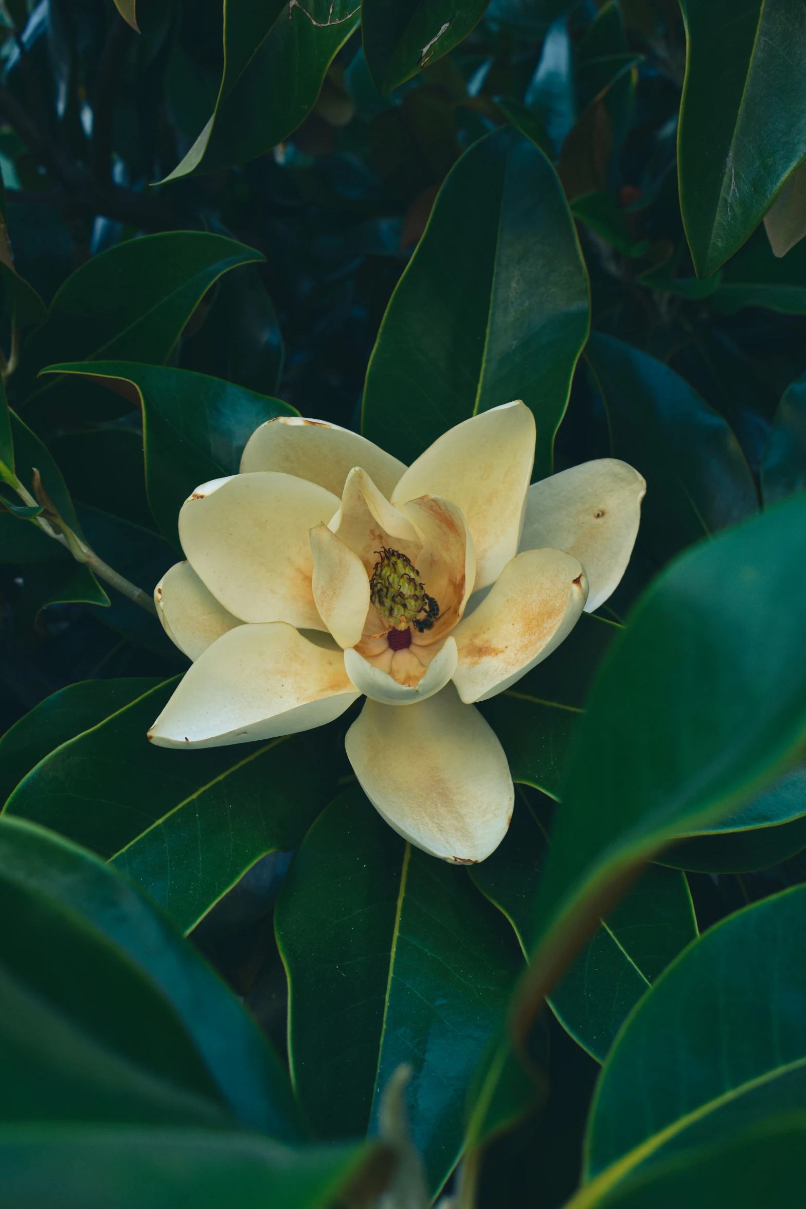 a white flower that is on top of some green leaves