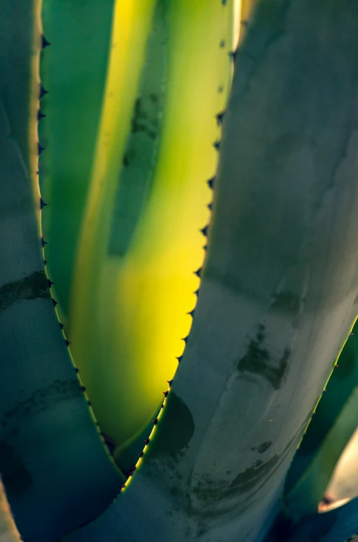 a large cactus in a plant pot with its long thick nches