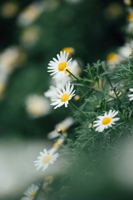 a close up po of a group of white flowers