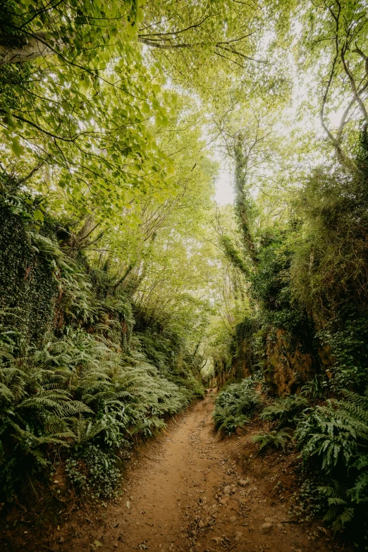 the dirt trail runs through lush green forest
