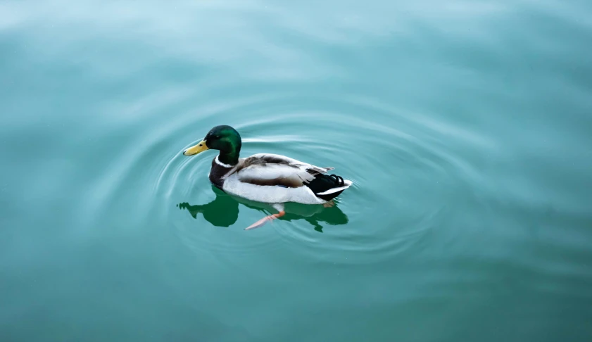 a duck floating in a blue lake with the reflection of it's head