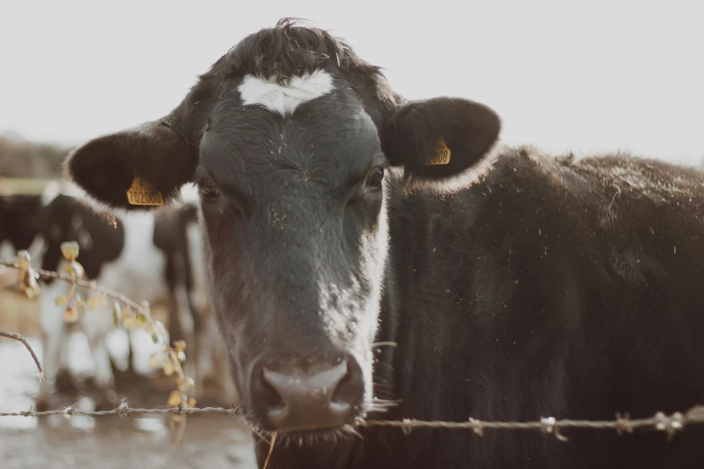 a cow that is looking over a barbed wire fence