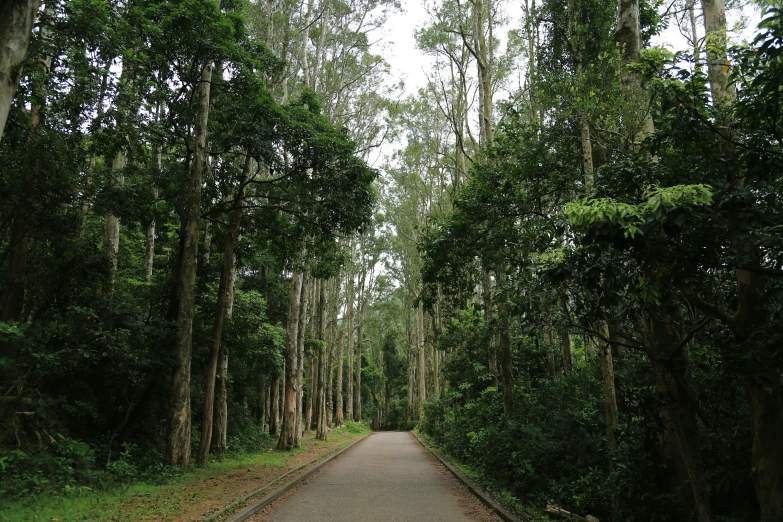 an open road running through a lush green forest