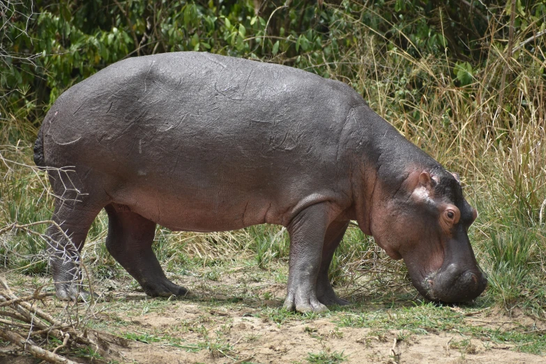 a hippo bending over on the ground to take a look at soing