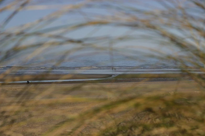 some grass and a person walking with a surf board