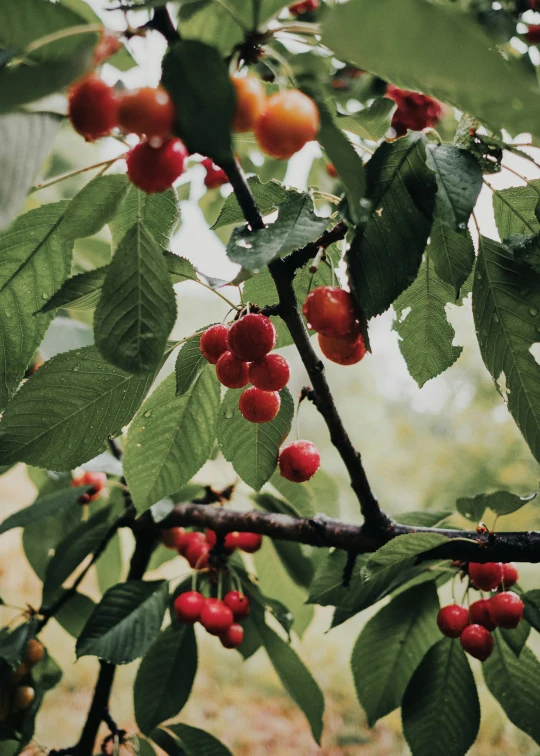 a nch of tree with lots of fruits growing