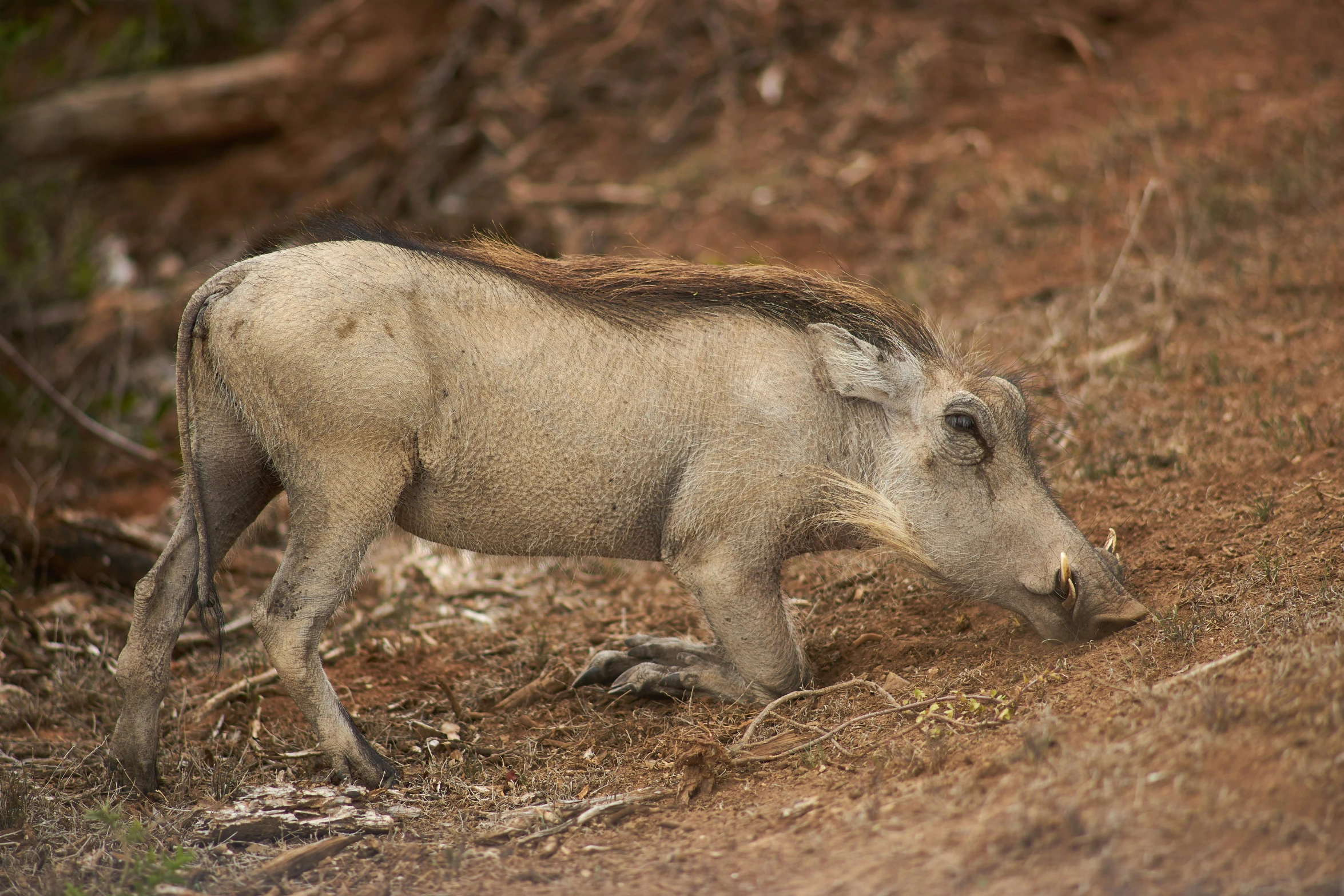 there is a pig walking on the dirt and grass