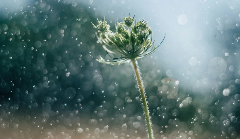 a lone flower in the rain on a sunny day