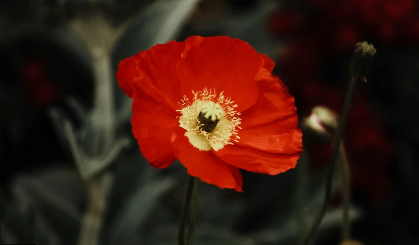 red flower with white center standing out from the rest of a forest