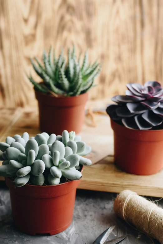 a group of three potted plants sitting on top of a table