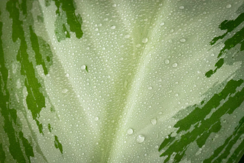 the top portion of a green leaf with water droplets