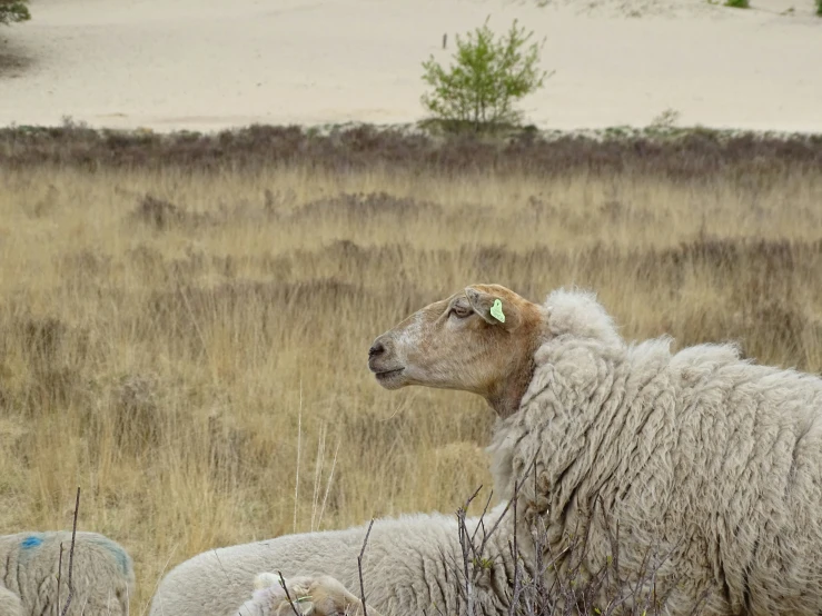 two sheep and their lamb in a field