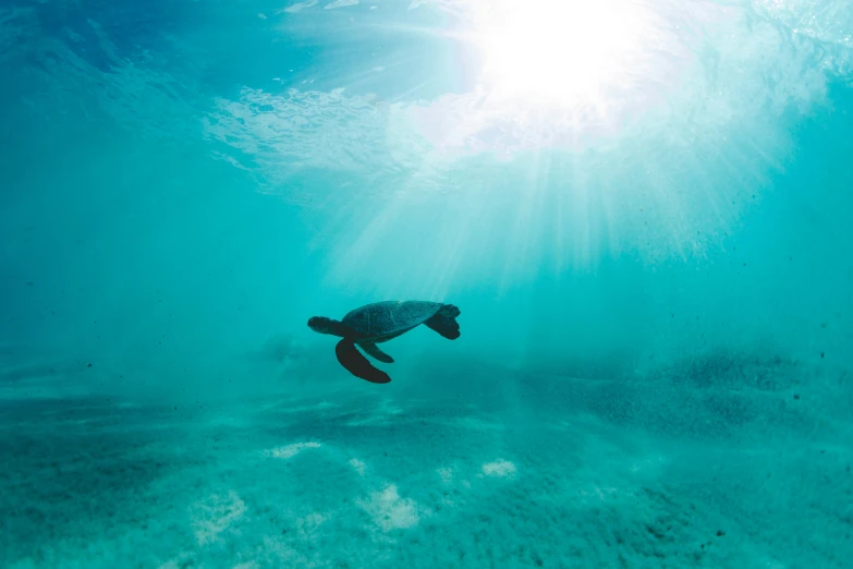 an turtle in the ocean with sun shining above it